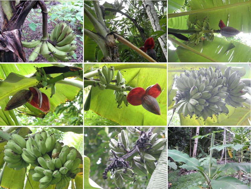 Images of Banana Trees and their
              fruits