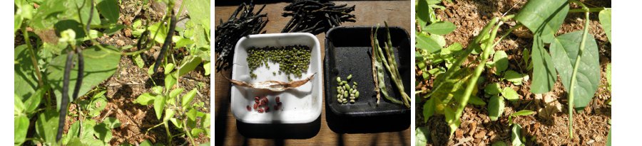 Images of Bean
          plants and picked beans