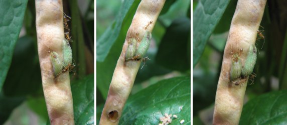 Images of ants attacking bean eating
          caterpillars