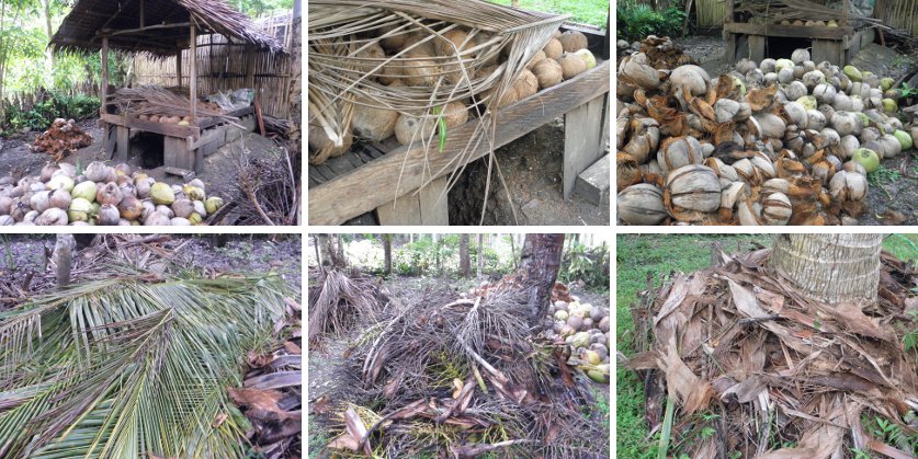 Images of Harvested
                  Coconuts plus waste for composting