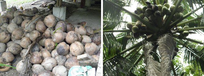 Images of a pile
          of windfall coconuts and more still on the tree