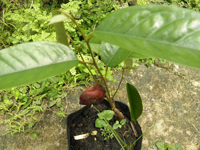 large Durian Seedling with seedpod still present