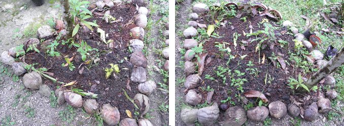 Images showing development
                  of two mini-gardens under lanzones trees