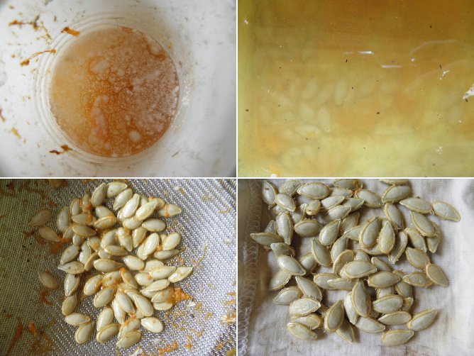 Images of experimental preparation of
              Squash Seeds