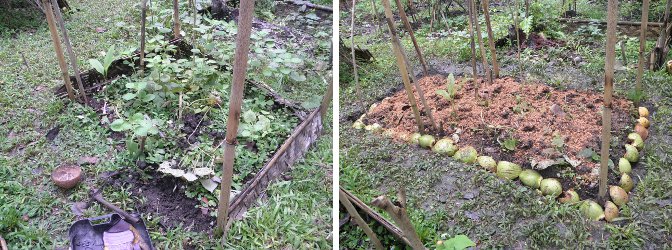 Before and After pictures of renovated
          vegetable patch