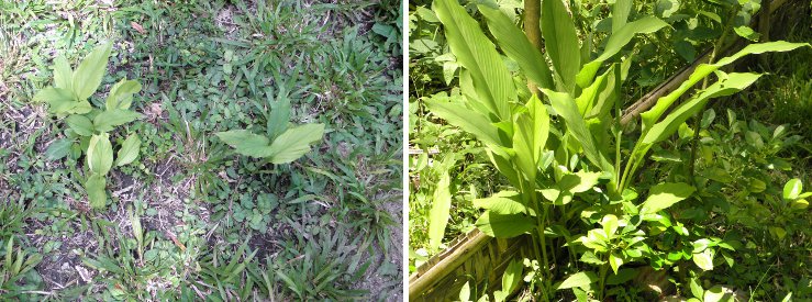 Images of small
          and large Turmeric plants