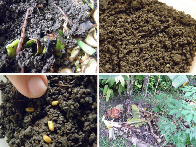 Images of vermiculture