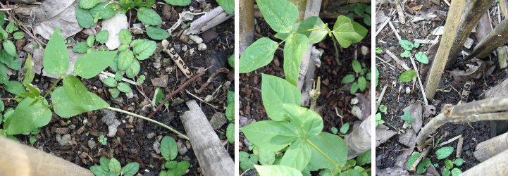 Images of
          different types of beans sprouting