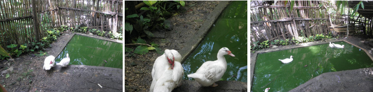 Images of ducks and duck pond