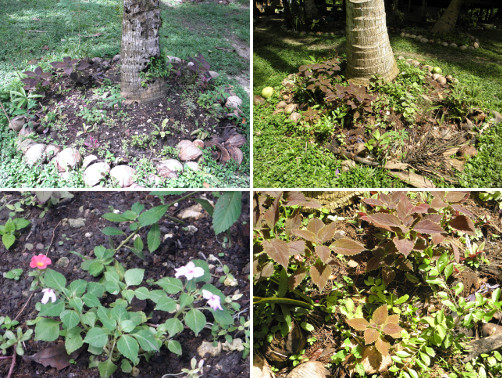 Images of flowers growing under cococnut
        trees