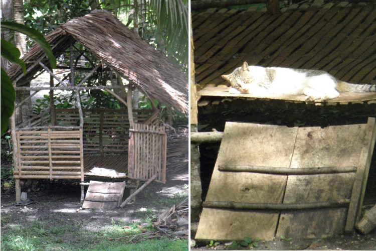 Cat Sleeping in Goat Pen