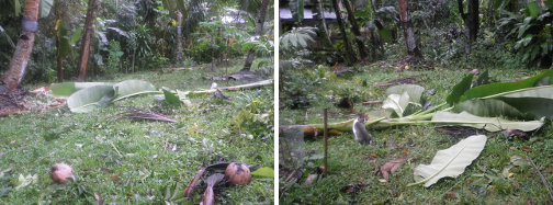 Images of debris after night storm