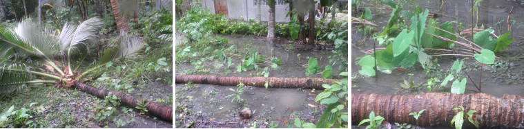Images of coconut tree -fallen in the night storm