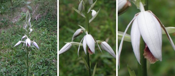 Images of budding Ground Orchid