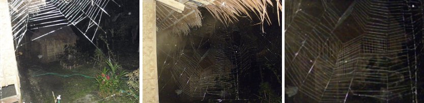 Images of Cobwebs
        at night