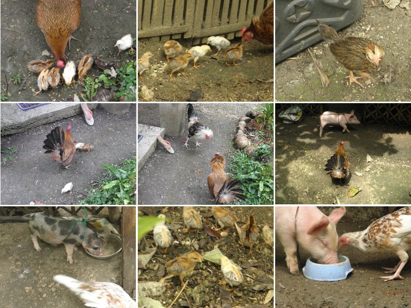 Images of mother hen showing young
            chicks the world in which they live