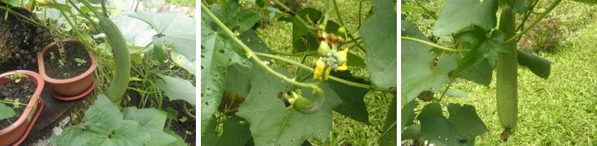 Images of patola
        growing on the vine