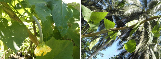 Images of young
          patola and beans growing