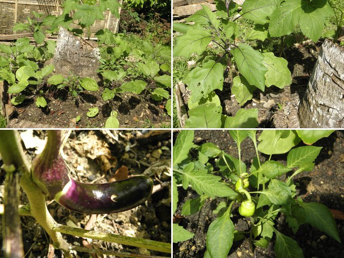 Images of growing
        young Eggplant and Paprika