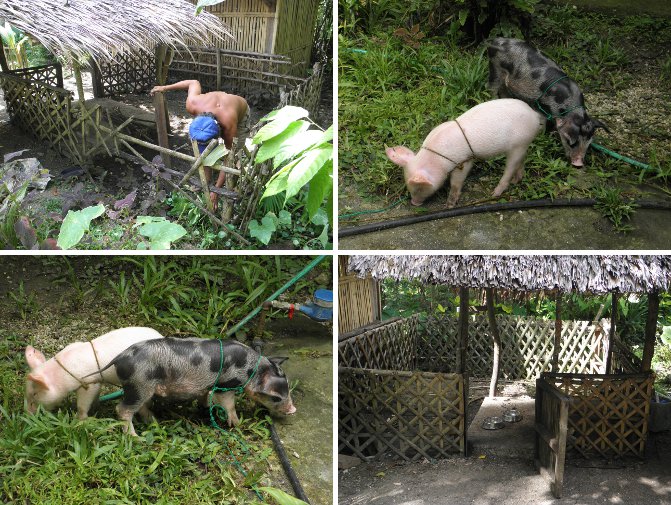 Images of piglets
          taking a holiday while the pig pen is renovated