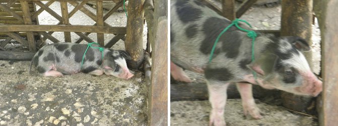 Images of young
          (spekled) piglet
