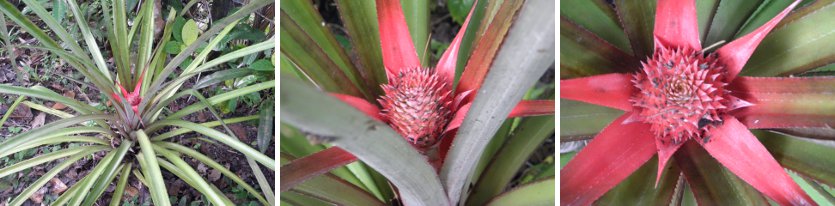 Images of a budding Pineapple plant