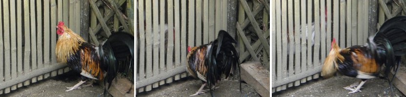 Images of Rooster trying to fight another Rooster
        behind a fence