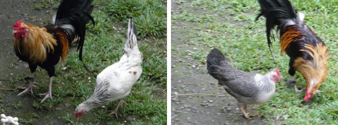 Images of mother hens with rooster