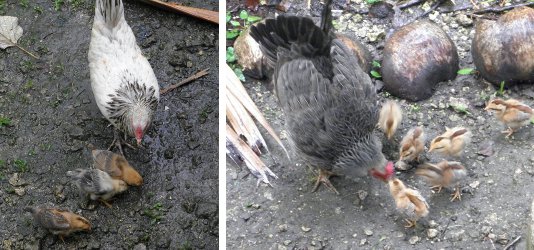 Images of two hens with young chicks (3
            and 6) that have survived the arrival of the New Year