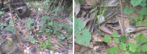 Images of beans growing in stump garden patch