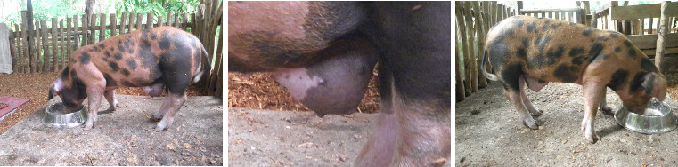 Images of piglet with recurring umbilical hernia