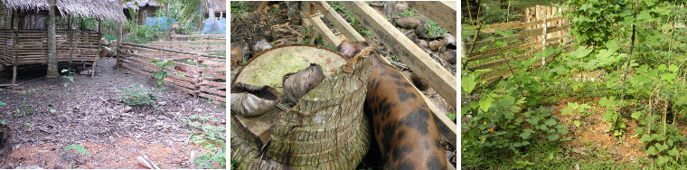 Images of new pig pens in tropical garden