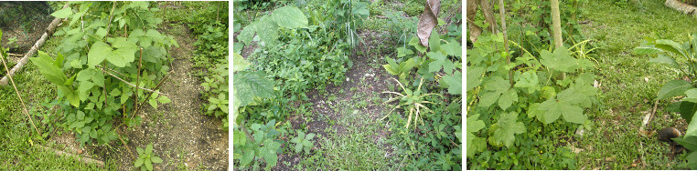 Images of garden paths after weeding