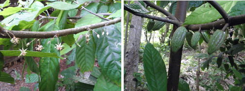 Images of Cocoa tree flowering and fruiting