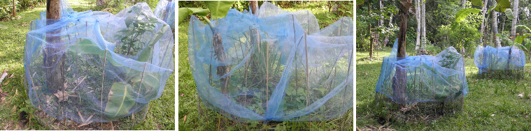 Images of protected (anti-chicken) garden patches