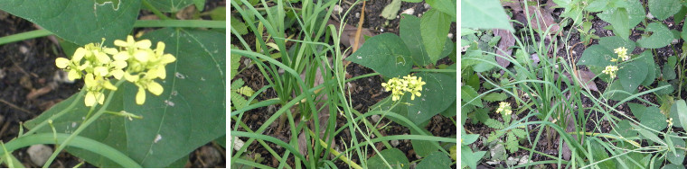 Images of mustard flowering in
        tropical garden