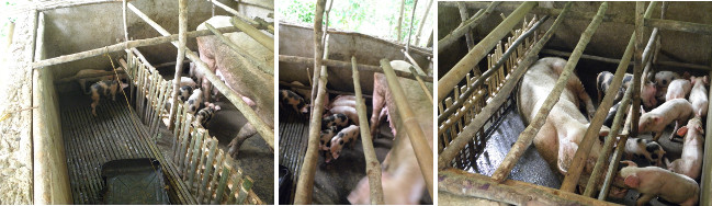 Images of sow with piglets