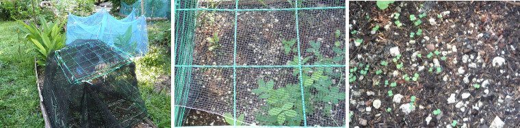 Images of new seedlings sowed 9 Aug
        and now growing