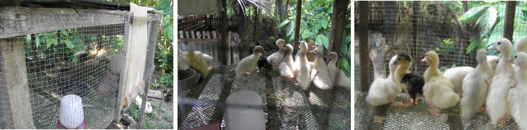 Images of Ducklings in cage