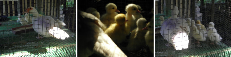 Images of young ducklings in pen