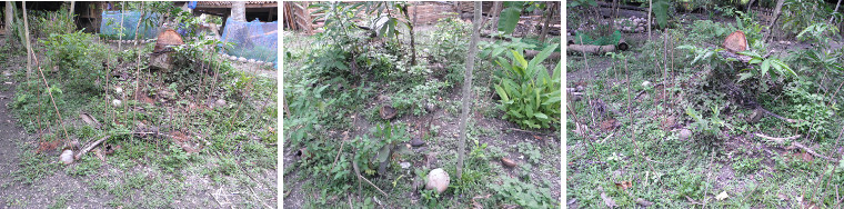 Images of tropical garden area planted with new tree
        seedlings