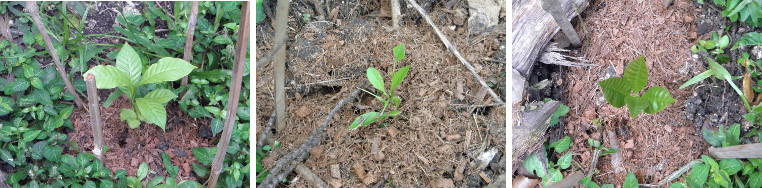 Images of young tree seedlings in tropical garden