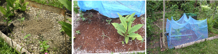 Images of newly sown protected garden
        patch