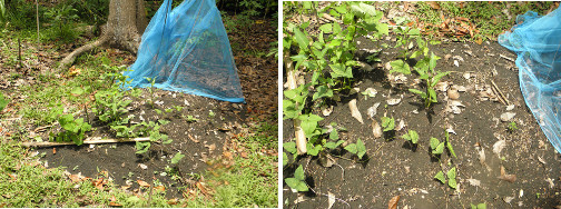 Images of garden patch protected from
        chickens but with little seed germination