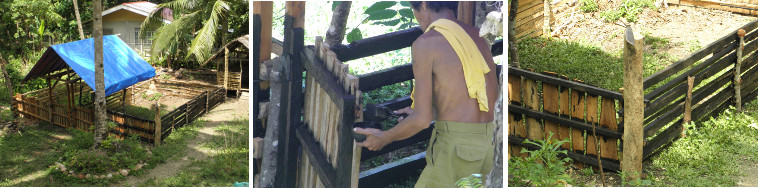 Images of new pig pens being painted
        with used oil as protection against rotting