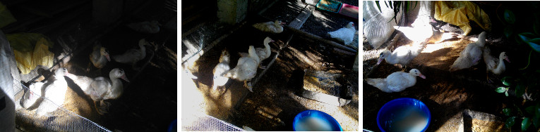 Images of ducks in fattening pen