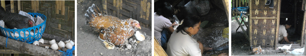 Images of Hen sitting, Hen with
        Chicks, Women chopping up chicken food and plucking a duck for
        dinner