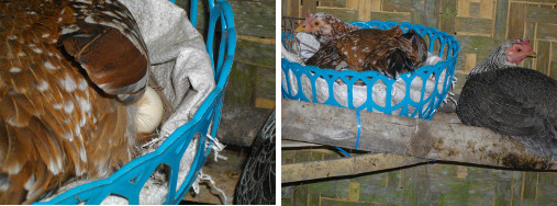 Images of hens on a nest