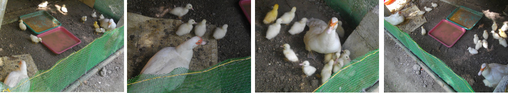 Images of two ducks with ducklings in
        the same pen