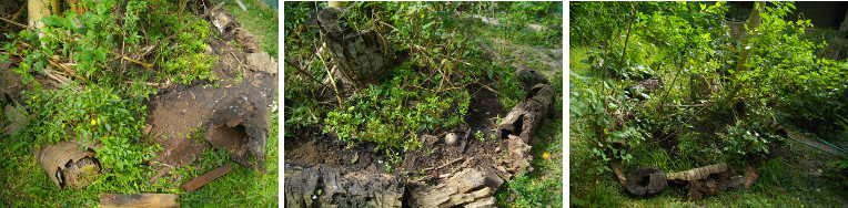 Images of tropical Garden patch with tree stump